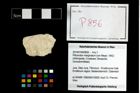 Foto (Objekt + Etikett) von Pithonoton marginatum (von Meyer, 1842)  (NHMW-GEO-2014-0194-0856)